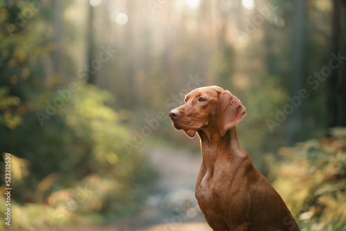 Hungarian Vizsla in the autumn forest. Pet in leaf fall. Atmospheric photo in nature