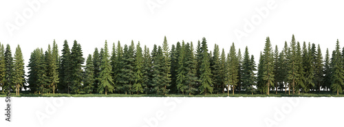 Coniferous forest on a transparent background

