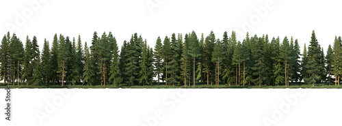 Coniferous forest on a transparent background © jomphon