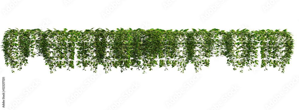 Fototapeta premium Ivy on a transparent background 