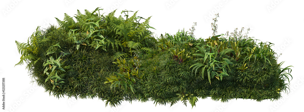 Fototapeta premium Shrubs and flower on a transparent background 