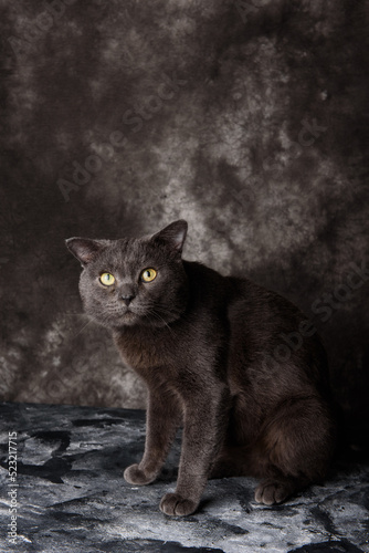 gray cat on a gray background