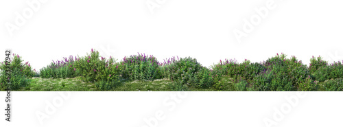 Shrubs and flower on a transparent background
