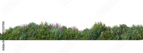 Shrubs and flower on a transparent background  © jomphon