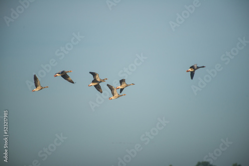Gaggle flying early in the morning