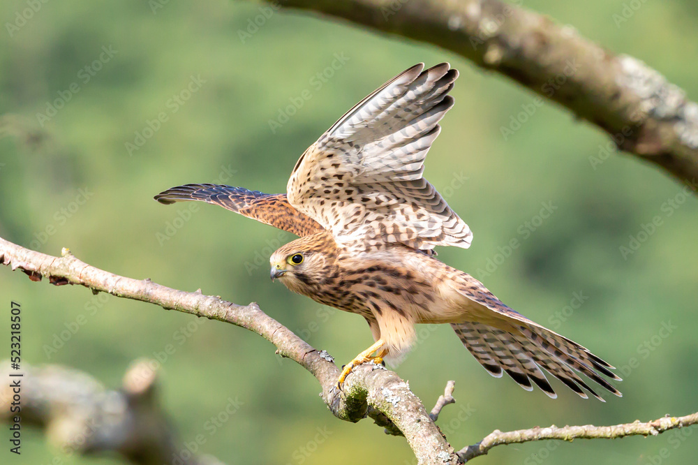 Fototapeta premium A kestrel stretching wings