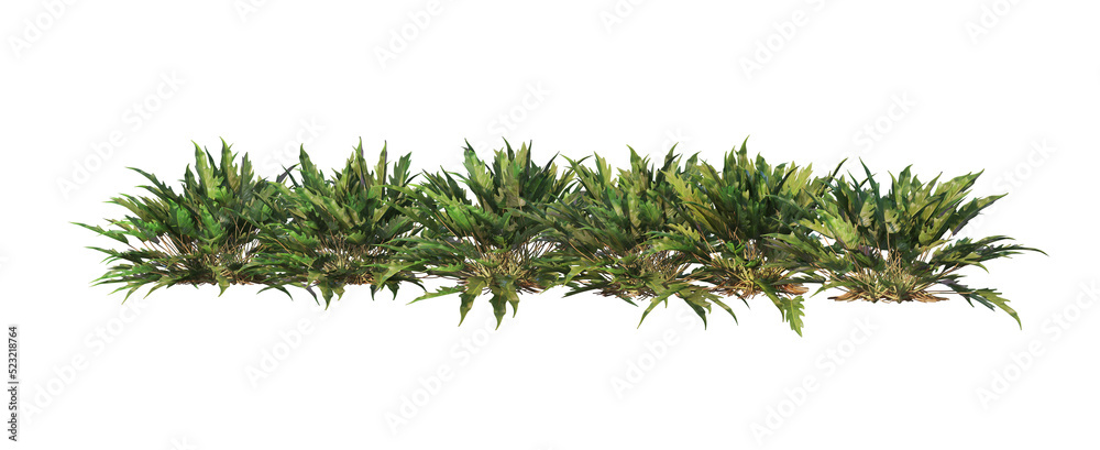 Fototapeta premium Shrubs and flower on a transparent background 