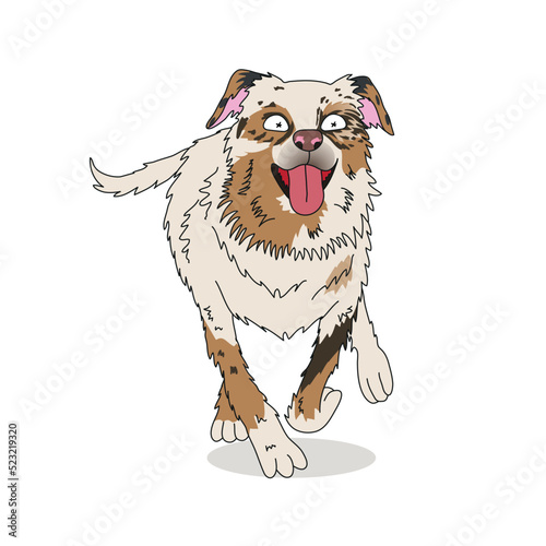 Australian shepherd dog run full body portrait