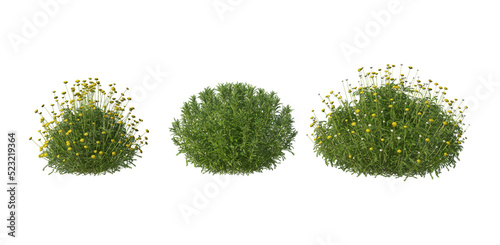 Fototapeta Naklejka Na Ścianę i Meble -  Shrubs and flower on a transparent background
