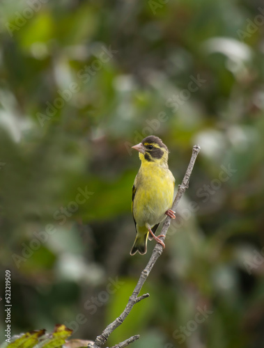Yellow-breasted greenfinch 