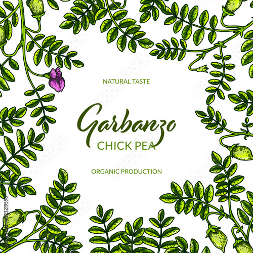 Colorful chickpeas design. Hand drawn illustration in colored sketch style. Botany template for packaging, banner, poster