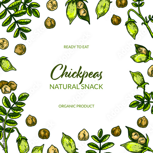 Colorful chickpeas design. Hand drawn illustration in colored sketch style. Botany template for packaging, banner, poster photo