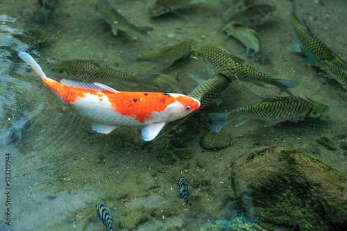 gold fish in nursery pond