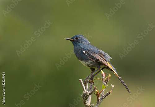 White-bellied Redstart Luscinia phaenicuroides