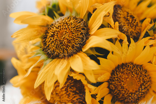 sunflower close up