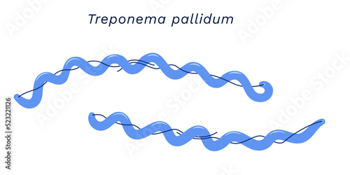 Treponema pallidum the pathogen of syphilis bacterias external anatomy.