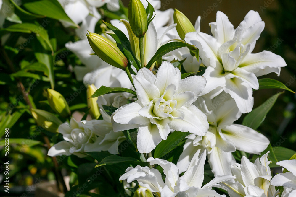 Obraz premium Beautiful white oriental hybrids in bloom. Growing bulbous oriental lilies in the garden. White flower of oriental hybrids