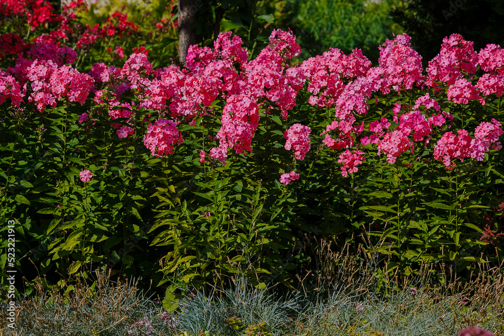 Pink inflorescences of phlox paniculata in the garden Pink inflorescences of phlox paniculata in the garden