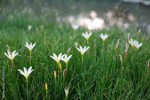 beautiful white rain lily flowers in garden field by small pond