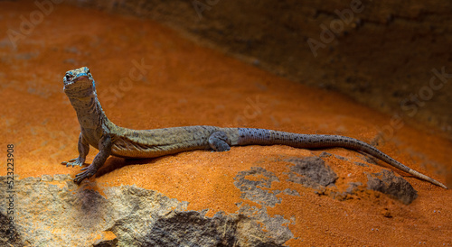 Stripe-tailed pygmy monitor, Varanus caudolineatus, portrait photo