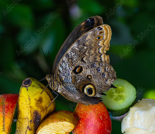 Morpho peleides, aka Peleides blue morpho or common morpho is a tropical butterfly. photo