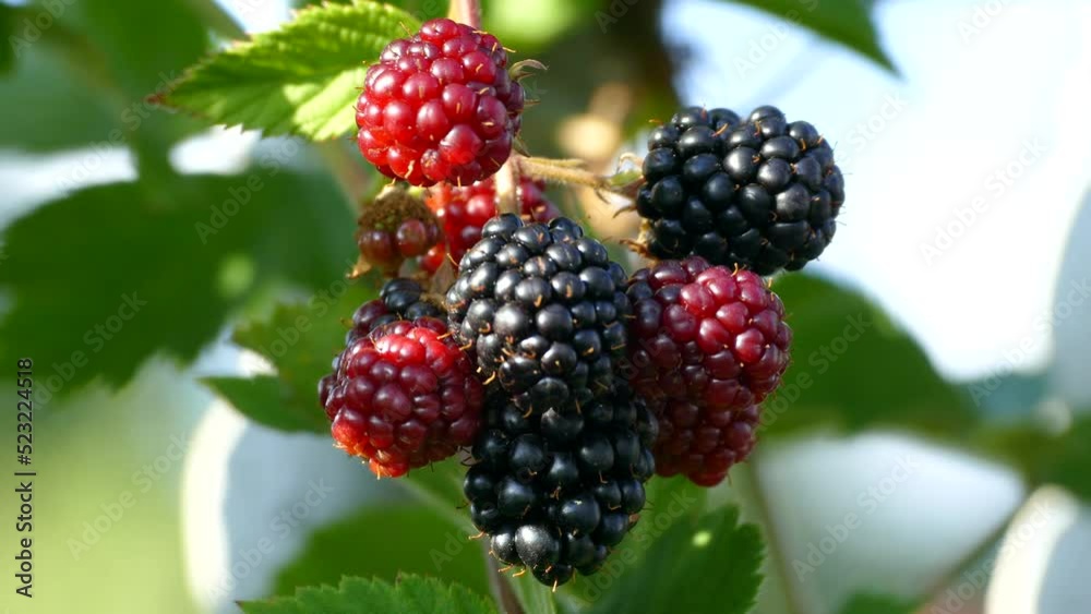 Blackberries ripen on a lush bush. Red and black forest berries. Vitamins from nature. Blackberries ripen on a lush bush. Red and black forest berries. Vitamins from nature.