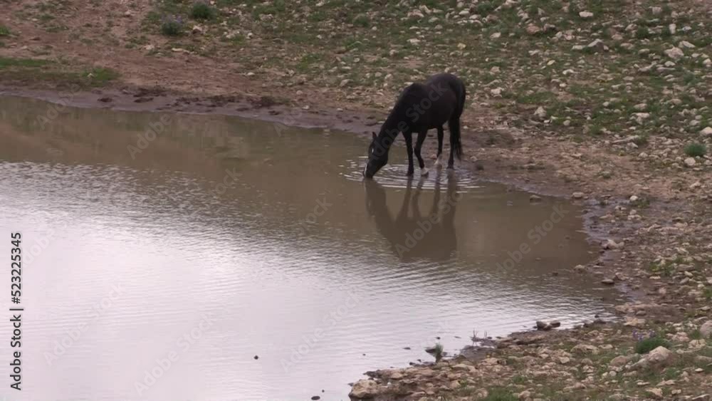 Wild Horse at a Waterhole in the Pryor Mountains Montana in Summer Wild Horse at a Waterhole in the Pryor Mountains Montana in Summer