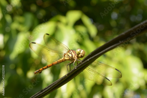 close up dragonfly perched on cable with blur background © mahdy