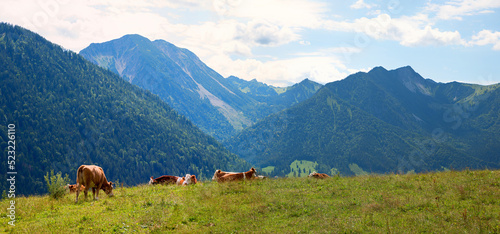 alpine pasture with grazing cows, view to Mangfallgebirge, bavarian alps, Spitzing area
