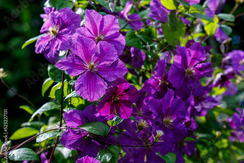 Purple inflorescences of perennial vines of clematis in the garden. Growing clematis. Blooming clematis