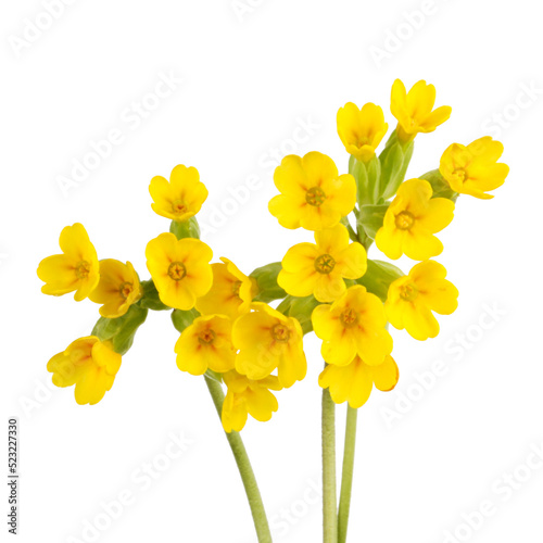 Three stems with yellow flowers of the cowslip (Primula veris) 