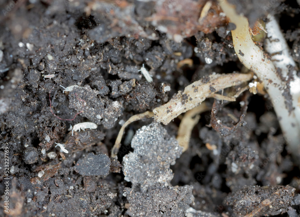 Springtails in the soil among the roots of plants. They are dangerous pests of cultivated and potted plants. Springtails in the soil among the roots of plants. They are dangerous pests of cultivated and potted plants.