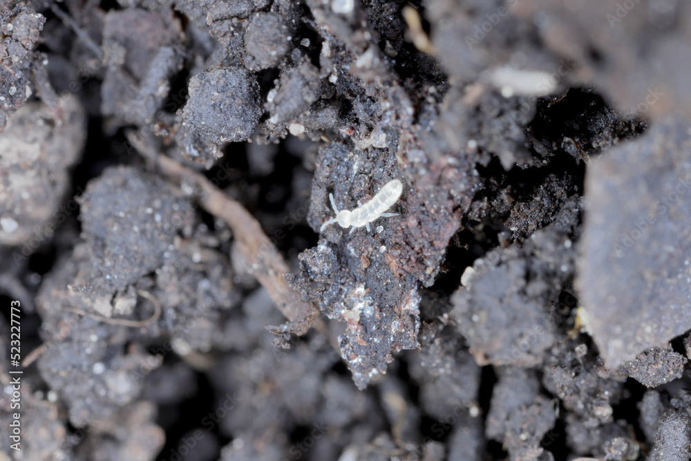 Springtails in the soil among the roots of plants. They are dangerous pests of cultivated and potted plants. Springtails in the soil among the roots of plants. They are dangerous pests of cultivated and potted plants.