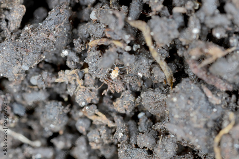 Springtails in the soil among the roots of plants. They are dangerous pests of cultivated and potted plants. Springtails in the soil among the roots of plants. They are dangerous pests of cultivated and potted plants.