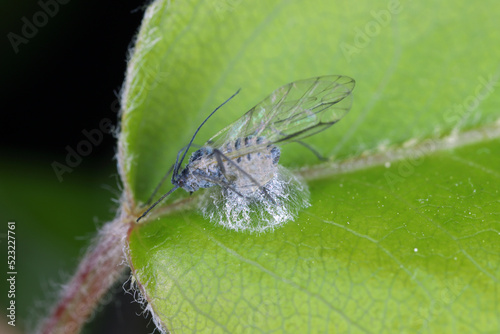 Aphid killed by parasitoid wasp on pear leaf.