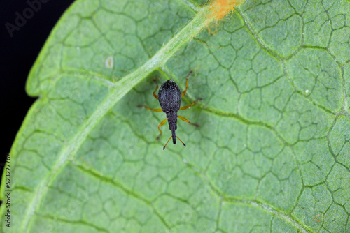 A tiny beetle of the family Apionidae, Curculionidae on a leaf.