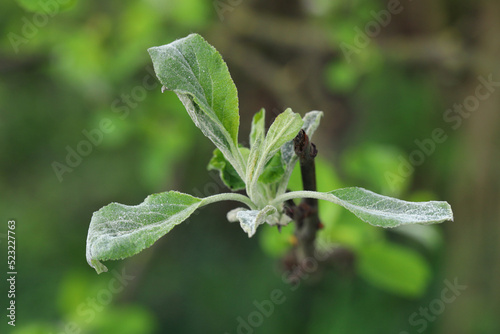 Powdery mildew Podosphaera leucotricha primary infection on apple flower buds photo