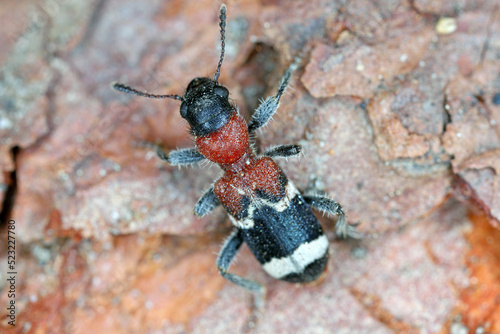 The ant beetle - Thanasimus formicarius, also known as the European red-bellied clerid. photo