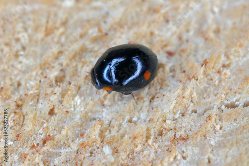 A tiny ladybug (coccinellidae) on wood. photo