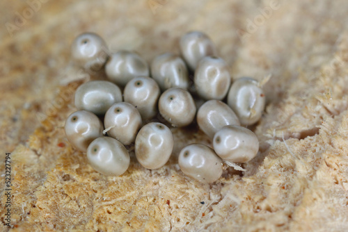 Moth eggs on wood. Forest pests. Moth caterpillars that eat the leaves and needles of forest and garden trees.