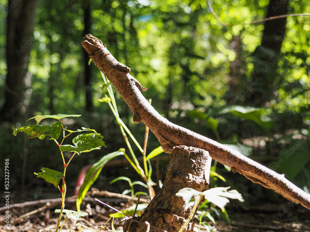 Branch on stump Branch on stump