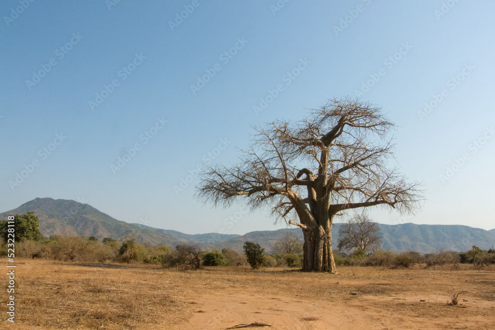 View of Lower Zambezi National Park and a baobab tree, Zambia