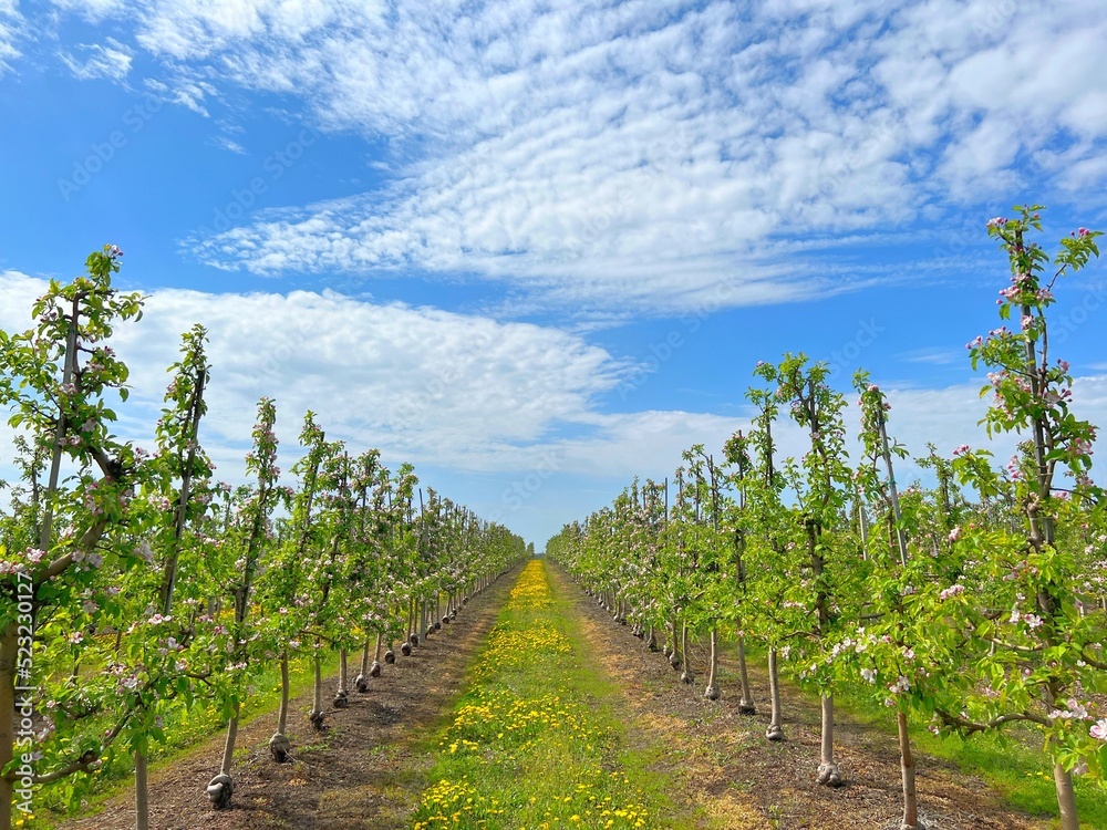 Naklejka premium Beautiful orchard with flowering apple trees against blue sky with clouds. Apple trees in blossom. Idyllic spring scene.