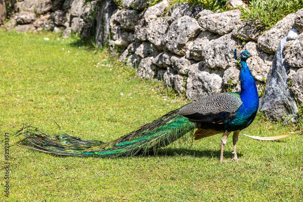Fototapeta premium Indian Peacock or Blue Peacock, Pavo cristatus