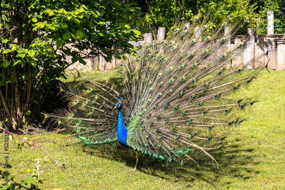 Obraz premium Indian Peacock or Blue Peacock, Pavo cristatus