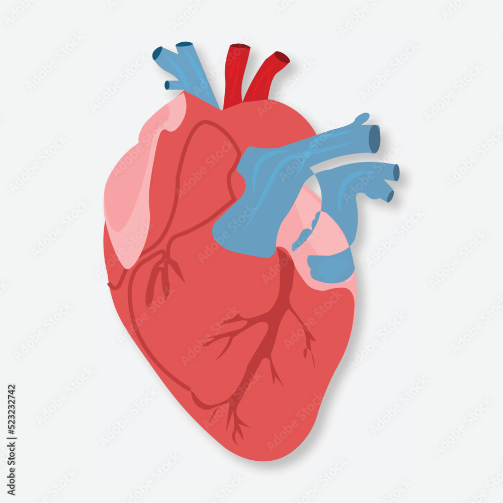 Normal Heart Vector Human Heart vector illustration Stock Vector | Adobe Stock