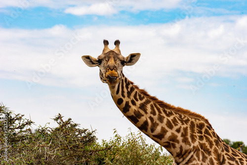 Fototapeta Naklejka Na Ścianę i Meble -  Giraffe against a blue sky. Photographed in the Masai Mara. 