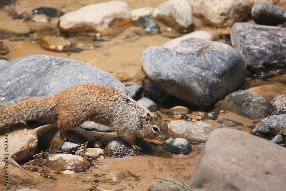 Otospermophilus variegatus bushy tail rock squirrel pauses in the shallow stream for a sip of clear water Otospermophilus variegatus bushy tail rock squirrel pauses in the shallow stream for a sip of clear water
