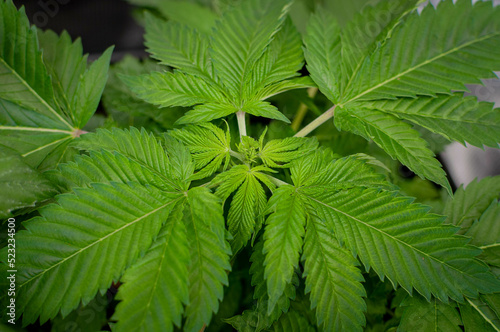 cannabis plants in vegetative stage