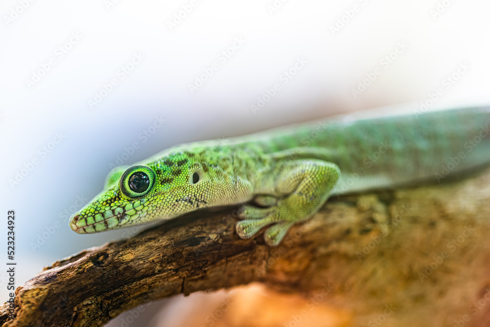 Phelsuma, Gold dust day gecko